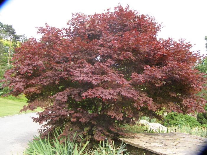 ACER palmatum Atropurpureum Pépinières Ripoche Nantes Divatte