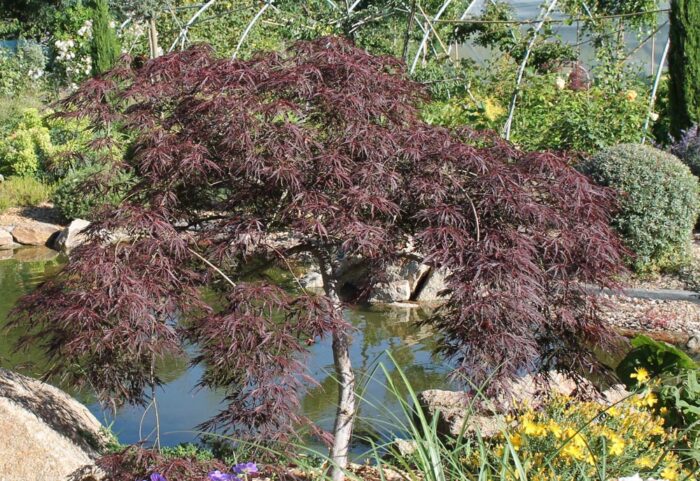 Acer Palmatum Dissectum Garnet P Pini Res Ripoche Nantes Divatte