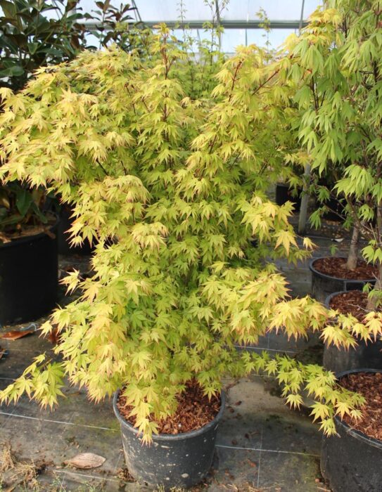 Acer Palmatum Orange Dream P Pini Res Ripoche Nantes Divatte