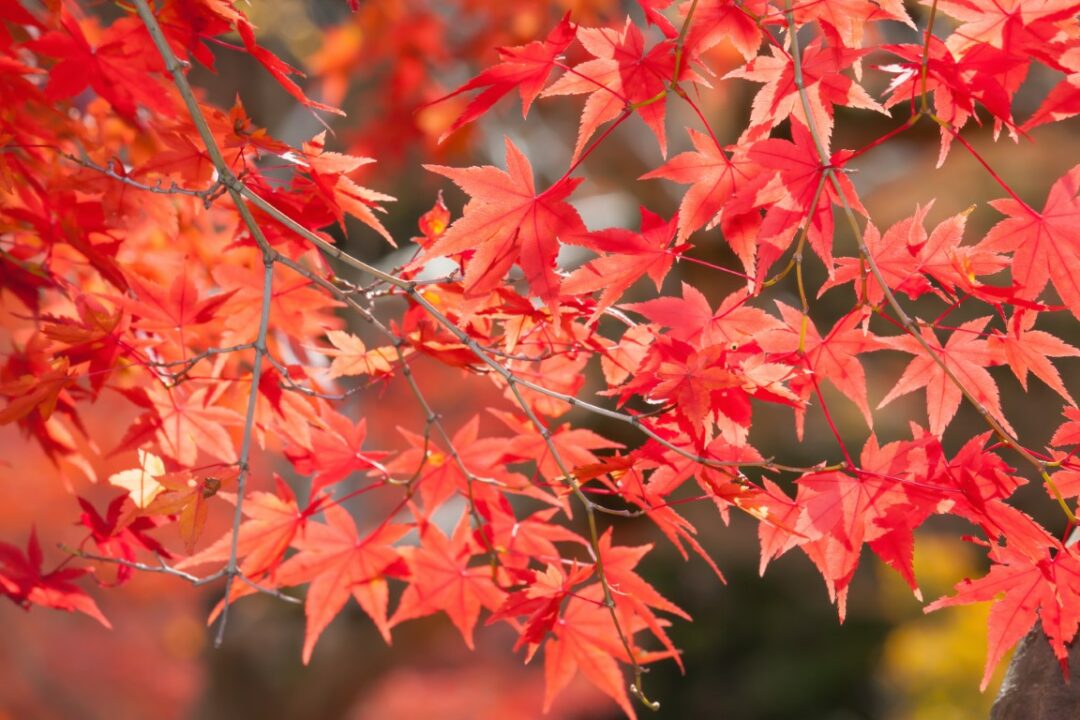 Acer Palmatum Osakasuki P Pini Res Ripoche Nantes Divatte Sur Loire