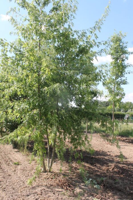 ACER saccharinum Laciniatum Wieri Pépinières Ripoche Nantes