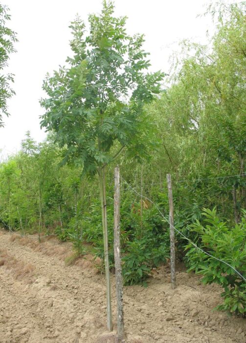 FRAXINUS excelsior Pépinières Ripoche Nantes Divatte sur Loire