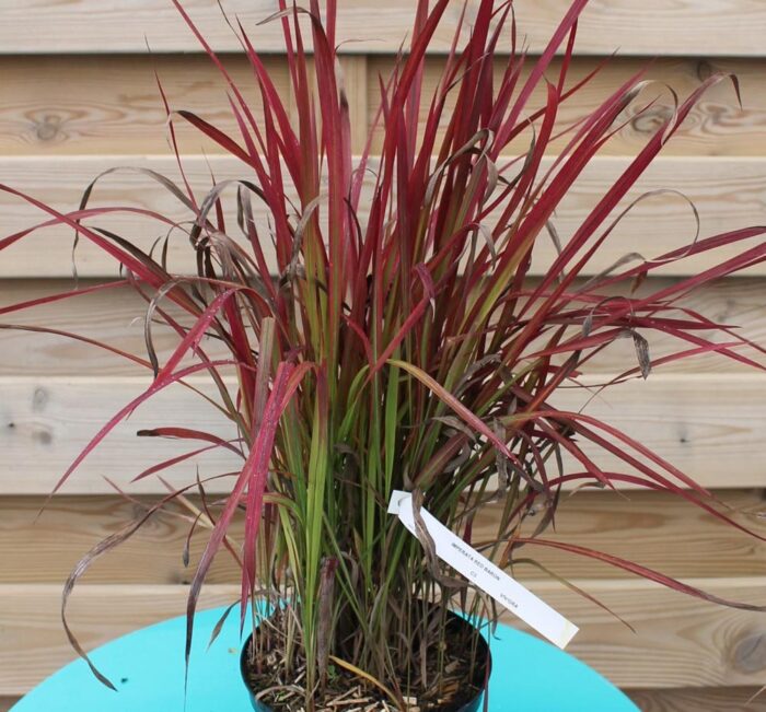 IMPERATA cylindrica Red Baron Pépinières Ripoche Nantes Divatte