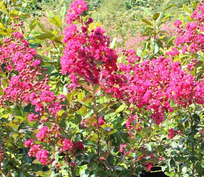 LAGERSTROEMIA indica Fuchsia d Ete Pépinières Ripoche Nantes