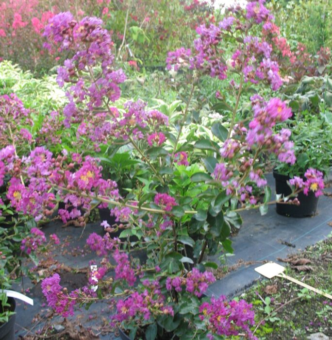 LAGERSTROEMIA indica Violet d Ete Pépinières Ripoche Nantes