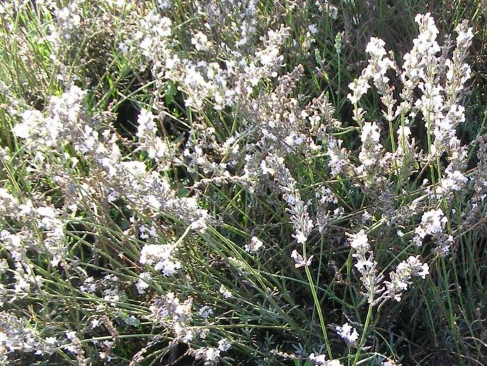 LAVANDULA angustifolia Edelweiss Pépinières Ripoche Nantes