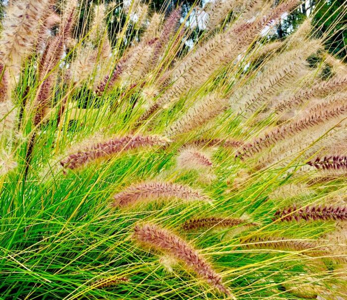 PENNISETUM alopecuroïdes Hameln Pépinières Ripoche Nantes