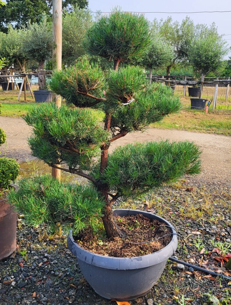 Pinus Sylvestris Bonza P Pini Res Ripoche Nantes Divatte Sur Loire