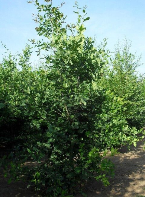 QUERCUS robur Pépinières Ripoche Nantes Divatte sur Loire