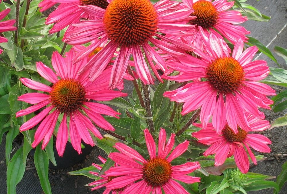 Les Echinacea*