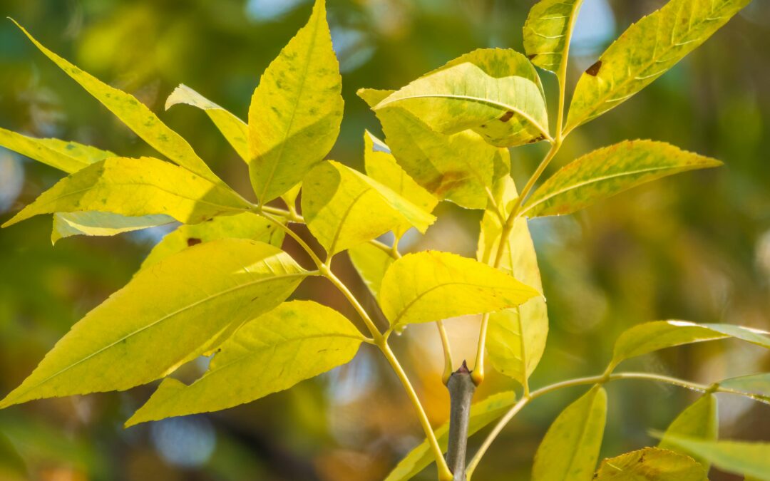 Tailler ses arbres d’ornement