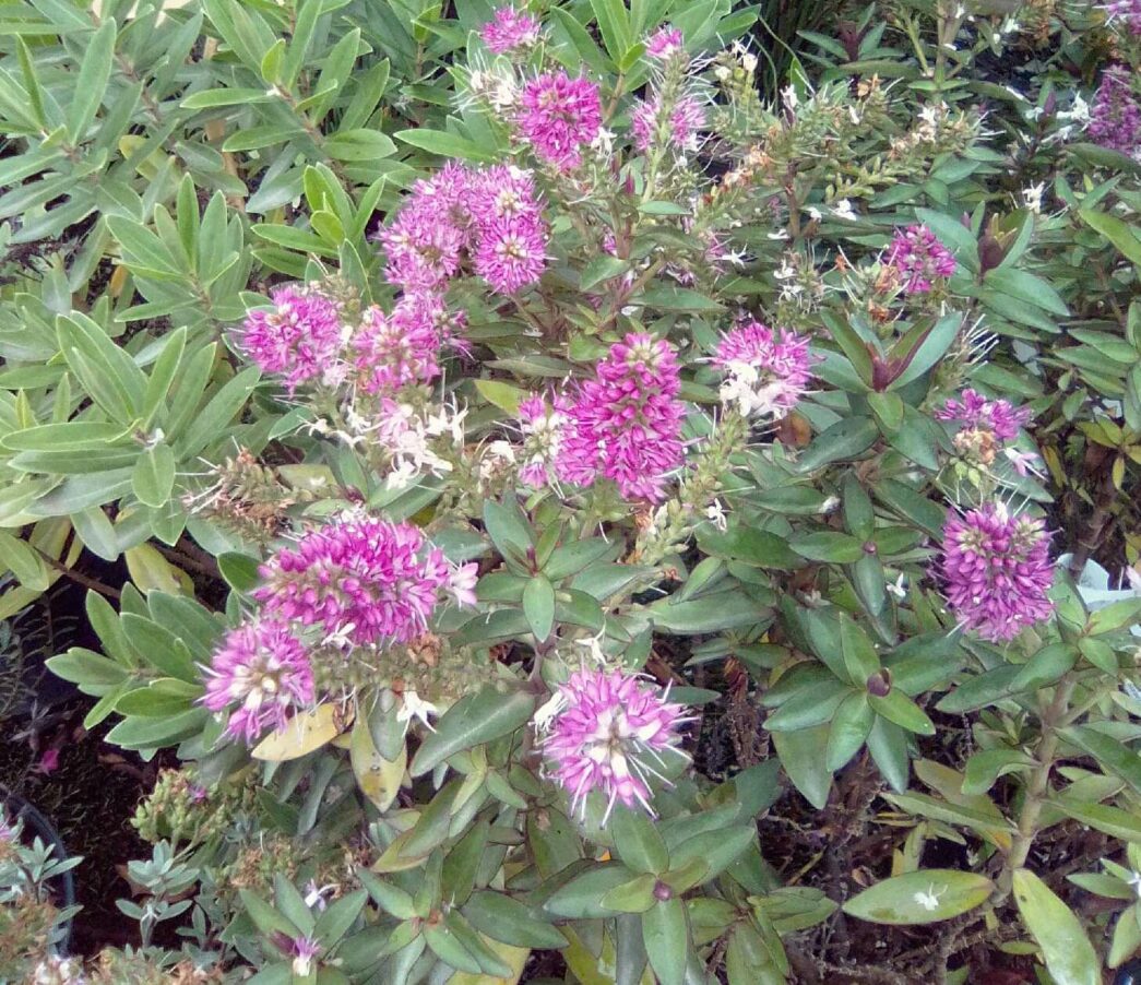 HEBE ‘Raspberry Ripple’® - Pépinières Ripoche - Nantes / Divatte sur Loire