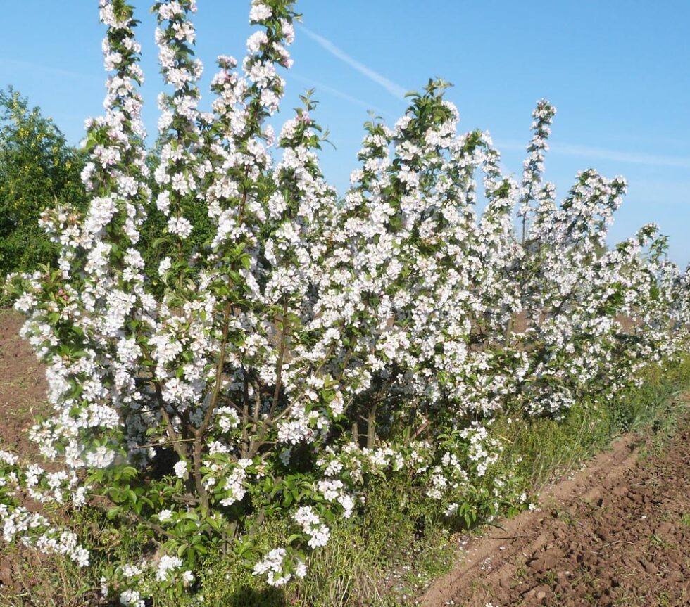 MALUS Evereste Perpetu Pépinières Ripoche Nantes Divatte sur Loire