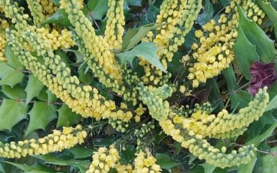 Le Mahonia ‘Winter Sun’*